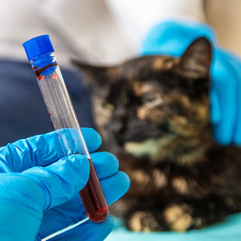 Cat Test Rsa In-House Diagnostics in Cassville | Herrin Animal Hospital